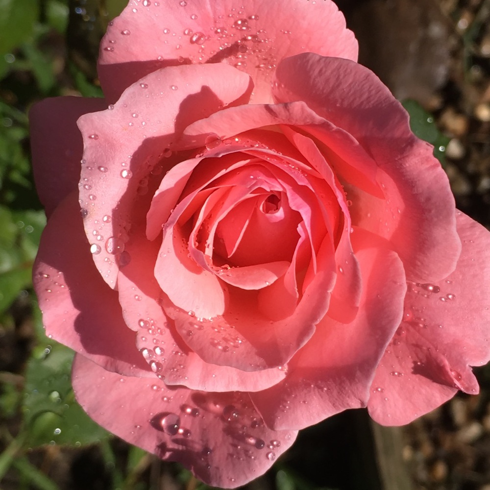 Meet your Posher, Aimee